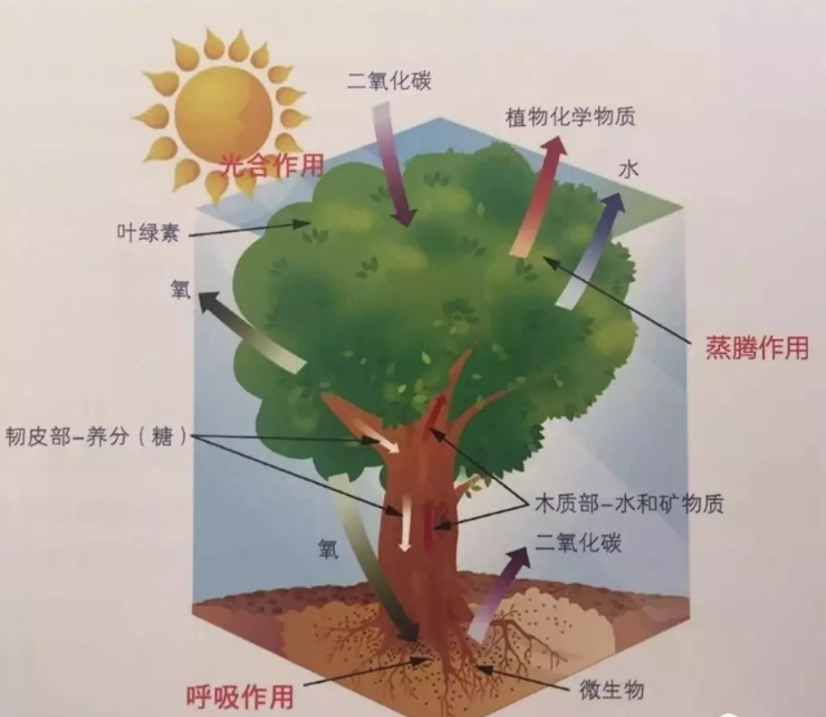 绿植有吸毒气净空气的作用